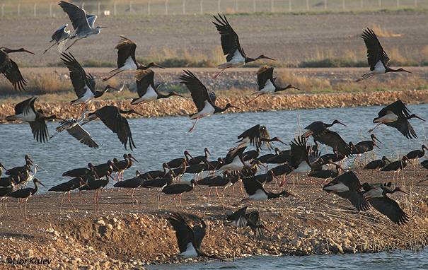 חסידה שחורה  Black Stork Ciconia nigra                              עמק בית שאן נובמבר 2006